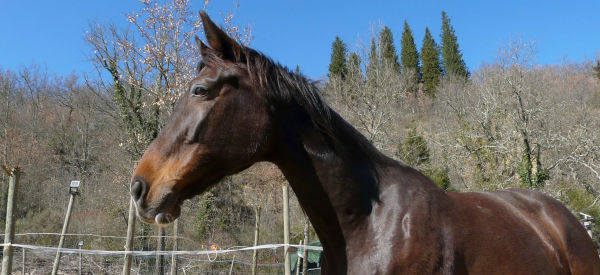 Butterfly Z, la mia prima cavalla da salto. Ha un carattere molto dolce.